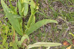 Manyflower beardtongue